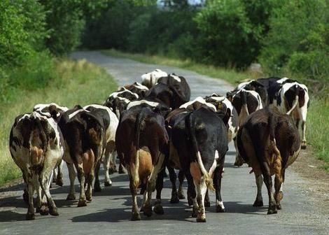 В Беларуси поезд протаранил стадо коров: пострадало 52 животных