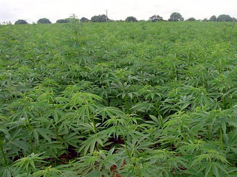Сотрудники Кировского райотдела обнаружили плантацию конопли