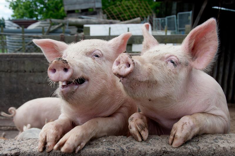 В Винницкой области изъяли опасную свинину. ВИДЕО