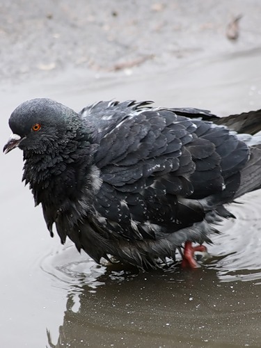 В Днепропетровске голуби умирают прямо на улице