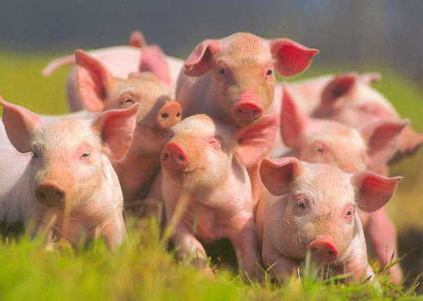 Африканская чума: Россия ограничит поставки свинины из Беларуси