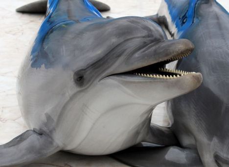 Дельфины под арестом: суд Алушты постановил арестовать животных. ВИДЕО