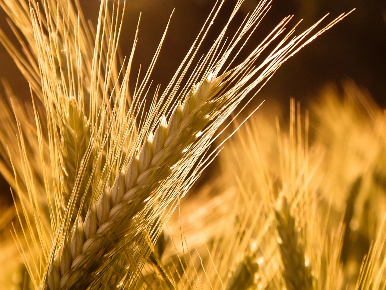 Украина будет поставлять пшеницу, ячмень и сою в Китай