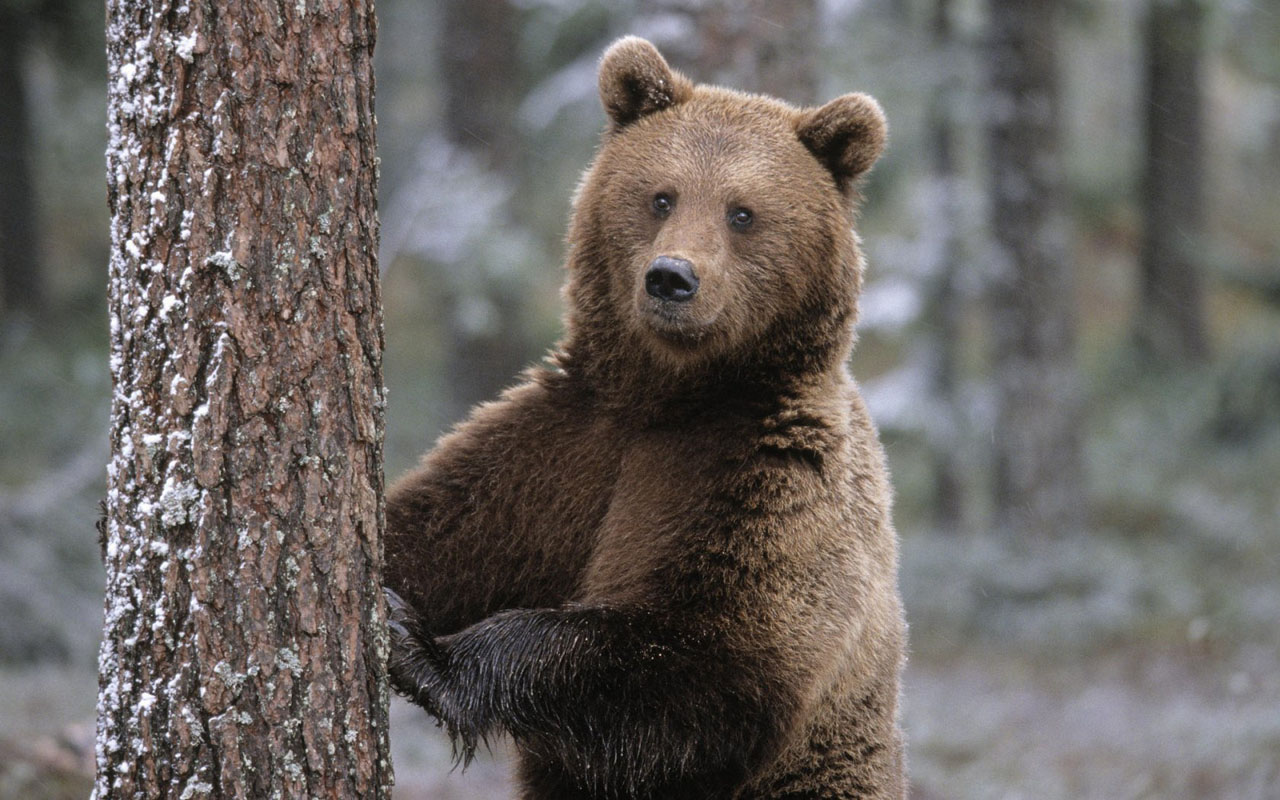 В Ивано-Франковской области медведь напал на человека: мужчина в тяжелом состоянии